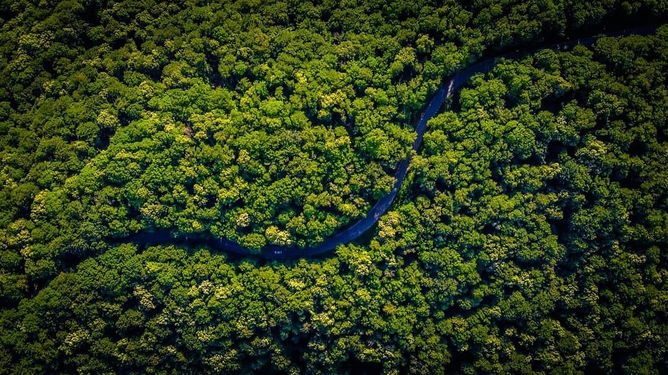 EU-Entwaldungsverordnung EUDR und Schutz von Wäldern und Lieferketten Straße durch einen Wald in Rumänien als Symbol für Entwaldung und die EU-Verordnung EUDR zum Schutz von Wäldern
