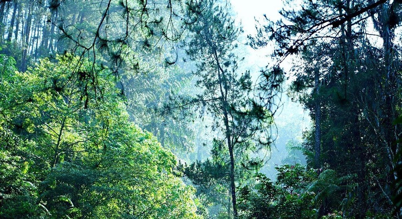 Blick durch einen dichten Wald als Symbol für den Schutz von Wäldern und die EUDR gegen entwaldungsbedingte Lieferketten weltweit.